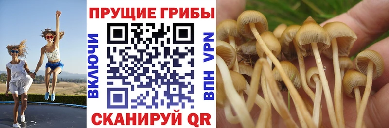 Псилоцибиновые грибы Cubensis Талдом